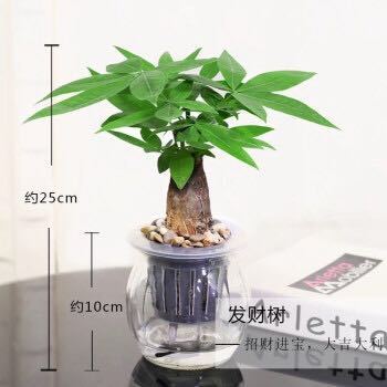 一品花匠 发财树含盆 1盆