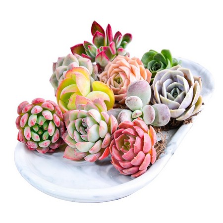 萌兜来了 小白尝新 精品多肉植物组合套餐 10颗 （活动送盆土）