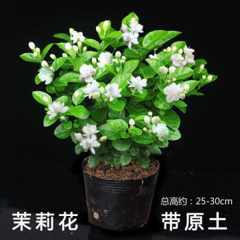 MALEEJIA 迈乐佳 小盆茉莉花盆栽2~3棵