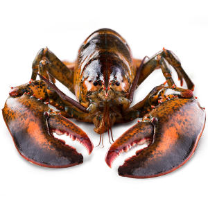 味库海鲜 鲜活波士顿龙虾 450g-550g/只 死亡包赔 拍2只199元狂欢价 包顺丰冷链